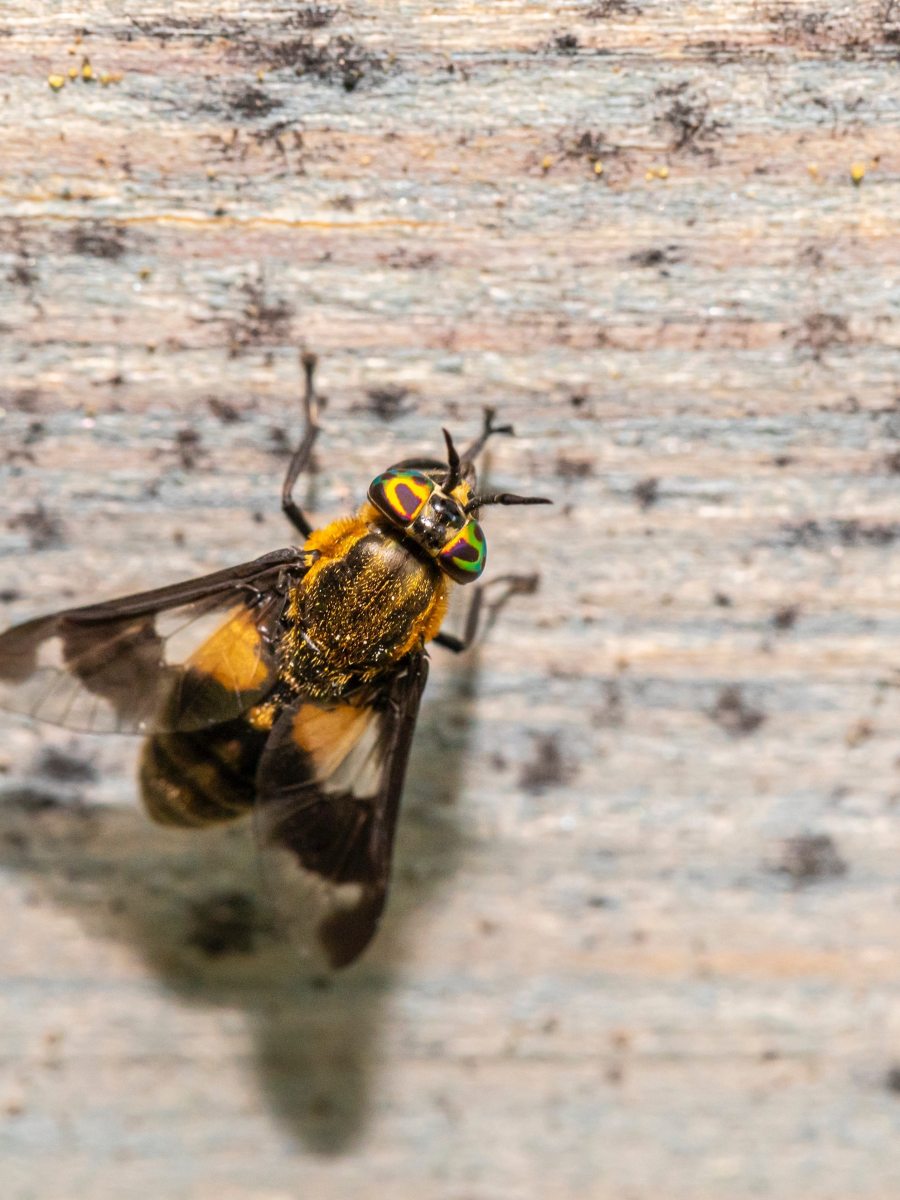 ‘A Champion of Emerging Writers’: The Stinging Fly